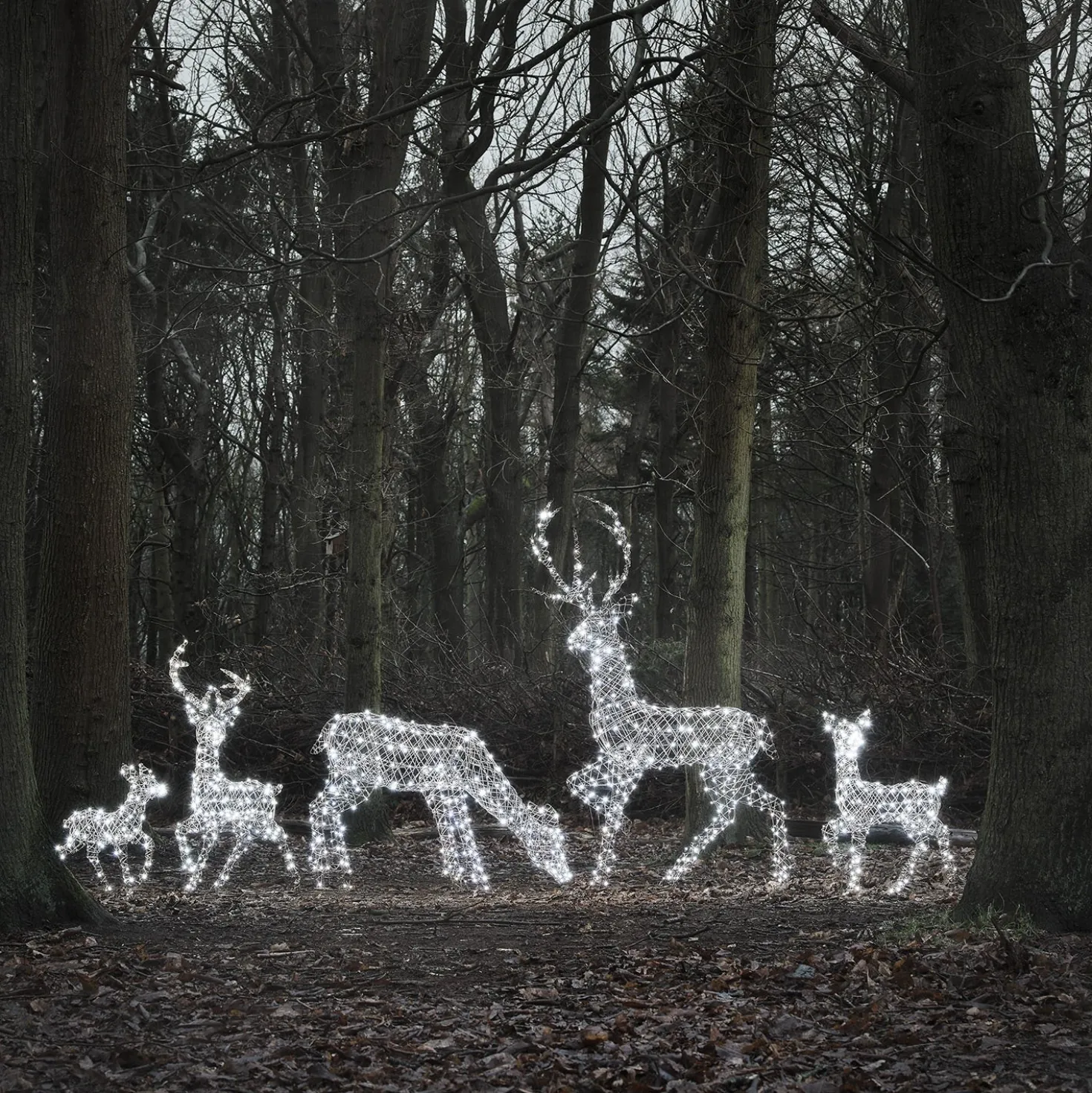 5er Set LED-Rentierfamilie XL Studley